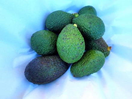 Aguacates hass baby 1kg